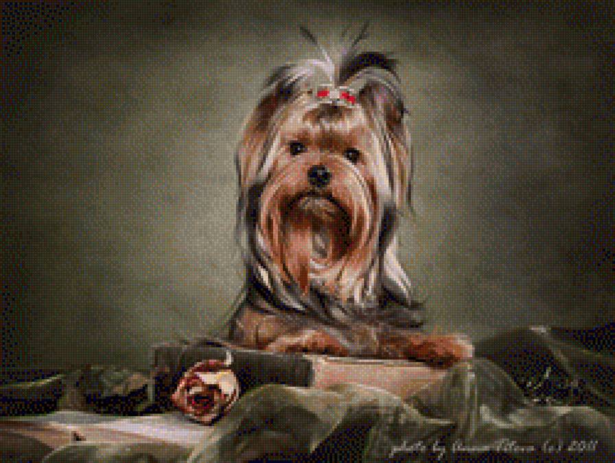 Йоркширский Финик - собаки, йорк - предпросмотр