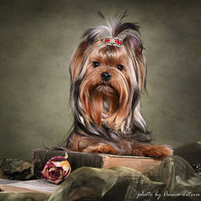 Схема вышивки «Йоркширский Финик»