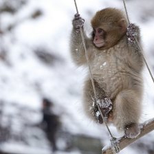 Схема вышивки «животные»