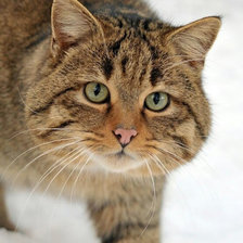 Схема вышивки «Красавчик»