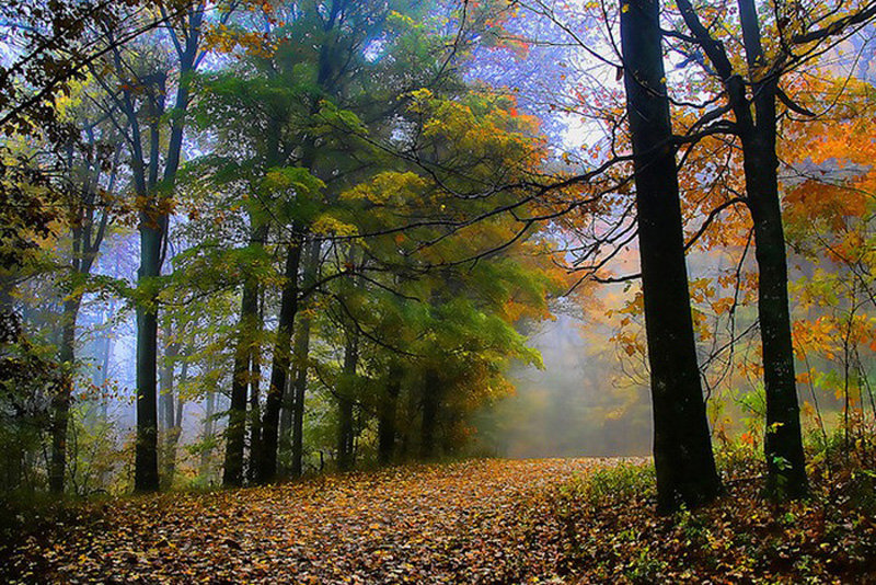 осень - природа, пейзаж, осень - оригинал