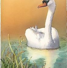 белый лебедь