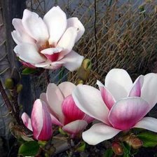 Схема вышивки «№1208786»