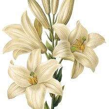 Схема вышивки «Белая лилия»