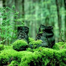 Схема вышивки «Лес»