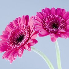 Схема вышивки «Цветы»