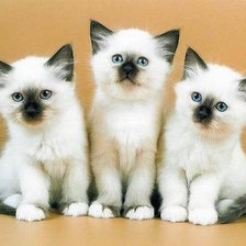 Схема вышивки «котята»