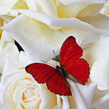 Схема вышивки «БАБОЧКА В РОЗАХ»