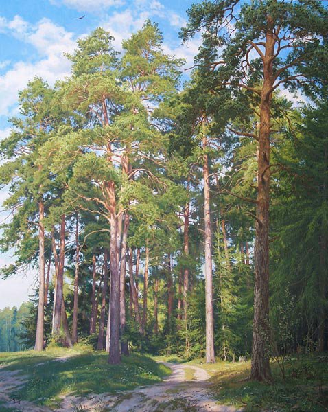 Сосновая роща - природа, лес, пейзаж - оригинал