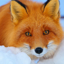 Схема вышивки «Рыжая красотка»