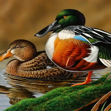 Схема вышивки «Серия птицы»