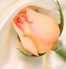 Схема вышивки «бутон розы»