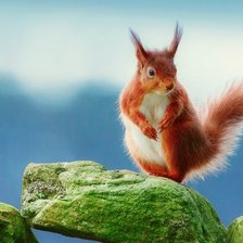 Схема вышивки «животные»