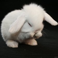 Схема вышивки «животные»