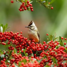 Схема вышивки «Птица»