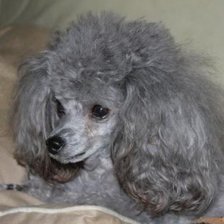 Схема вышивки «пудель»