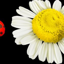 Схема вышивки «цветок»