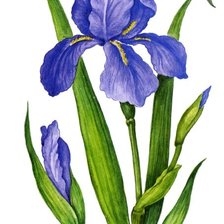 Схема вышивки «цветок»