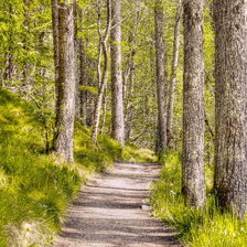 Схема вышивки «березки»