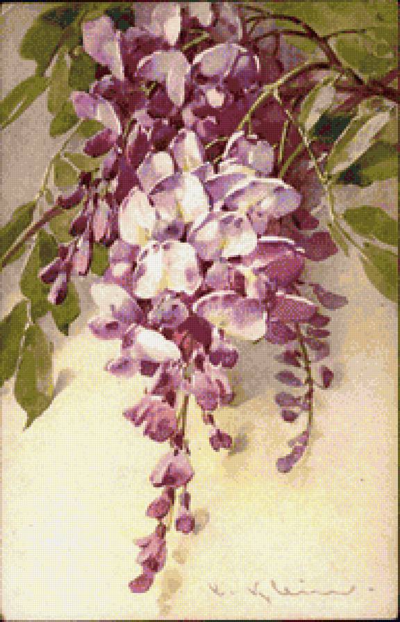 глициния акварель - глициния, цветы, акварель - предпросмотр