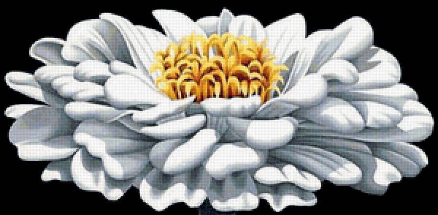 Георгин - георгины, цветы - предпросмотр