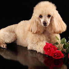 Схема вышивки «ПУДЕЛЬ С РОЗАМИ»