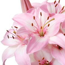 Схема вышивки «Нежные лилии»