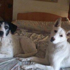 Схема вышивки «Luna y lisy»