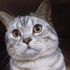 Схема вышивки «шотландский кот»