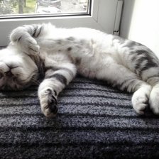 Схема вышивки «шотландский кот»