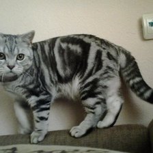 Схема вышивки «шотландский кот»