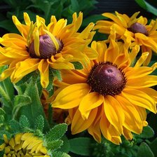 Схема вышивки «№1213970»