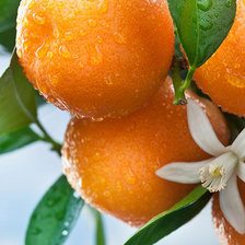 Схема вышивки «Ветка апельсин»