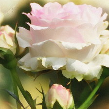 Схема вышивки «РОЗА»