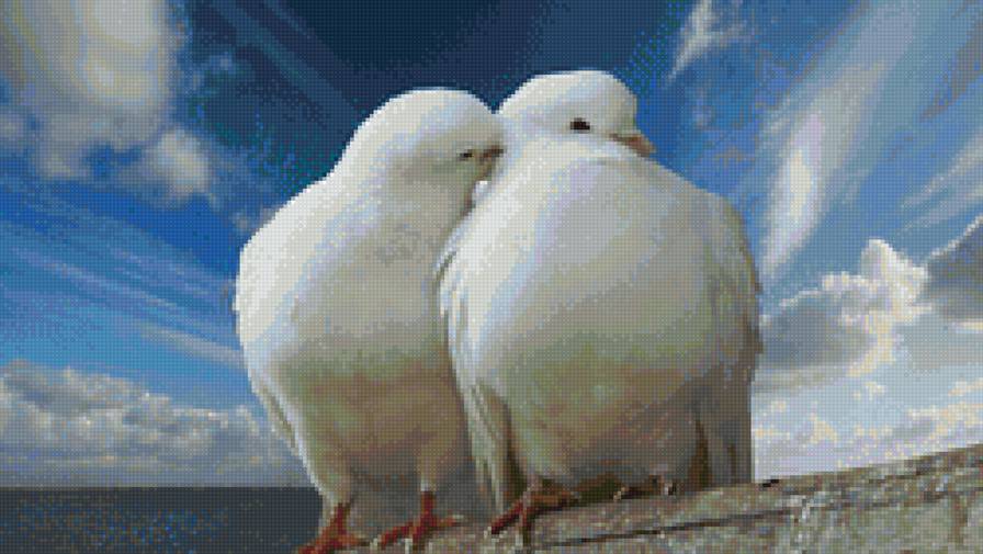 голубки - предпросмотр