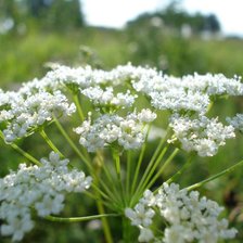 Схема вышивки «Лучи солнца на траве»