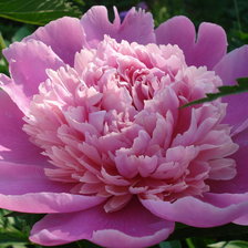 Схема вышивки «Пион»