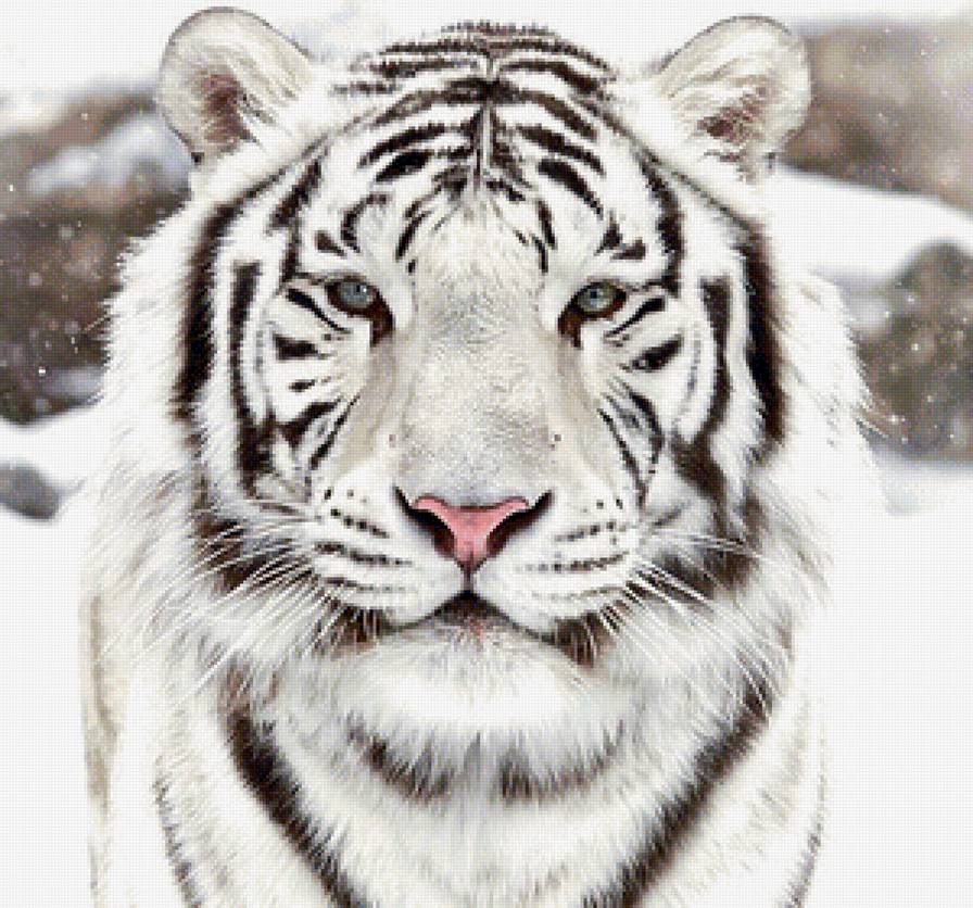 Белый тигр - животные - предпросмотр