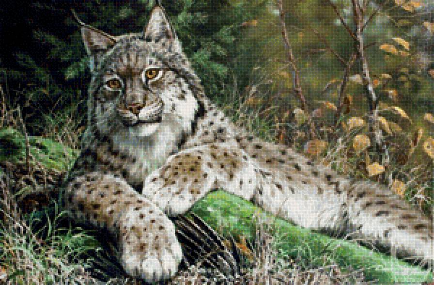 рысь - предпросмотр