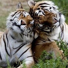 Схема вышивки «№1215045»