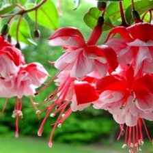 Схема вышивки «ЦВЕТЫ»