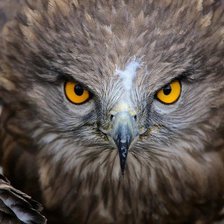 Схема вышивки «взгляд»