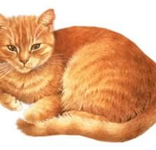 Схема вышивки «рыжий кот»