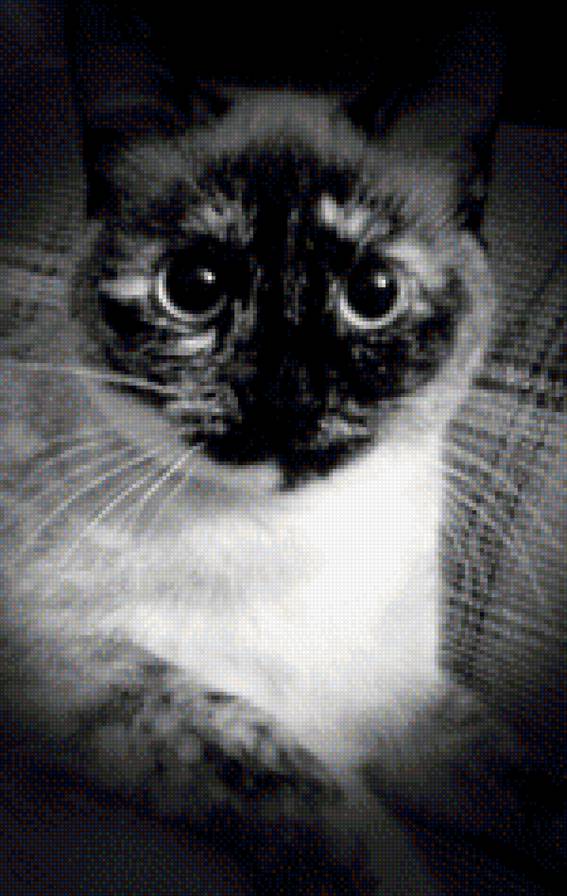 Ева - кошки, животные - предпросмотр