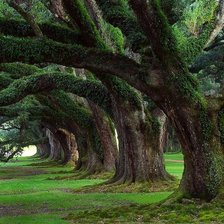 Схема вышивки «даревья»