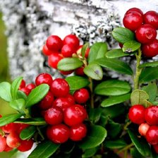 Схема вышивки «Ягодки»