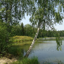 Схема вышивки «Березка у пруда»