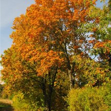 Схема вышивки «Осенний багрянец»