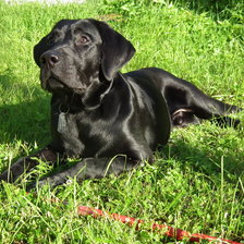 Схема вышивки «Лабрадор Эрл»