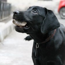 Схема вышивки «Лабрадор Эрли»